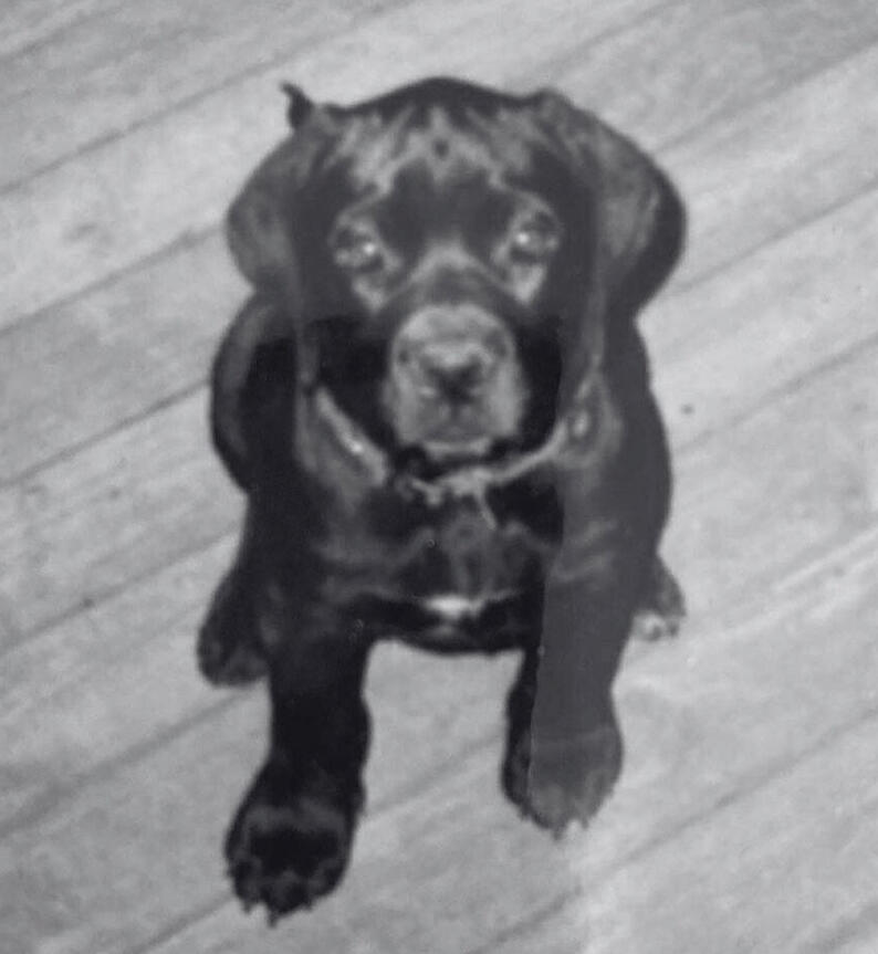 A black and white image of a scruffy puppy named Ernie, featured in a heartfelt blog post about bravery, instinct, and unexpected rescue.